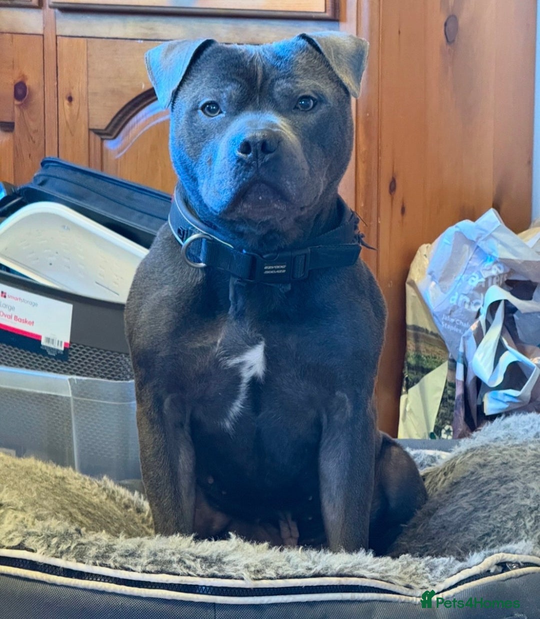 Staffordshire Bull Terrier dogs for sale: KC Registered/Health Tested Blue SBT Puppies - Advert 32