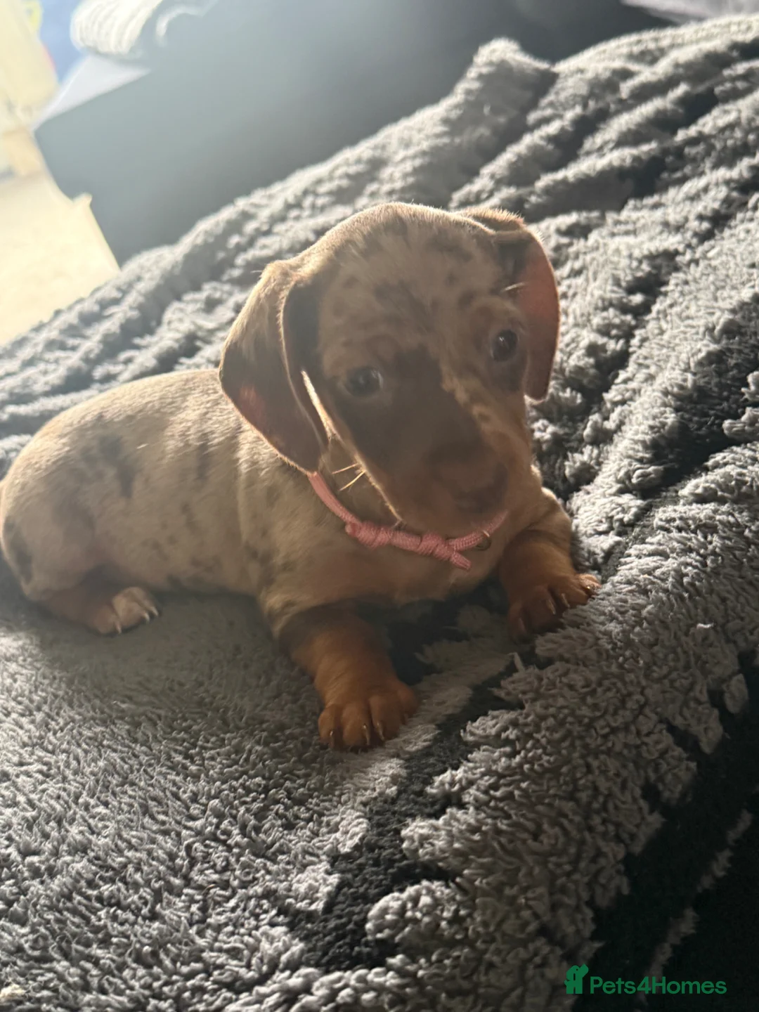 Dachshund dogs for sale: Puppy’s girl and boy  - Advert 3