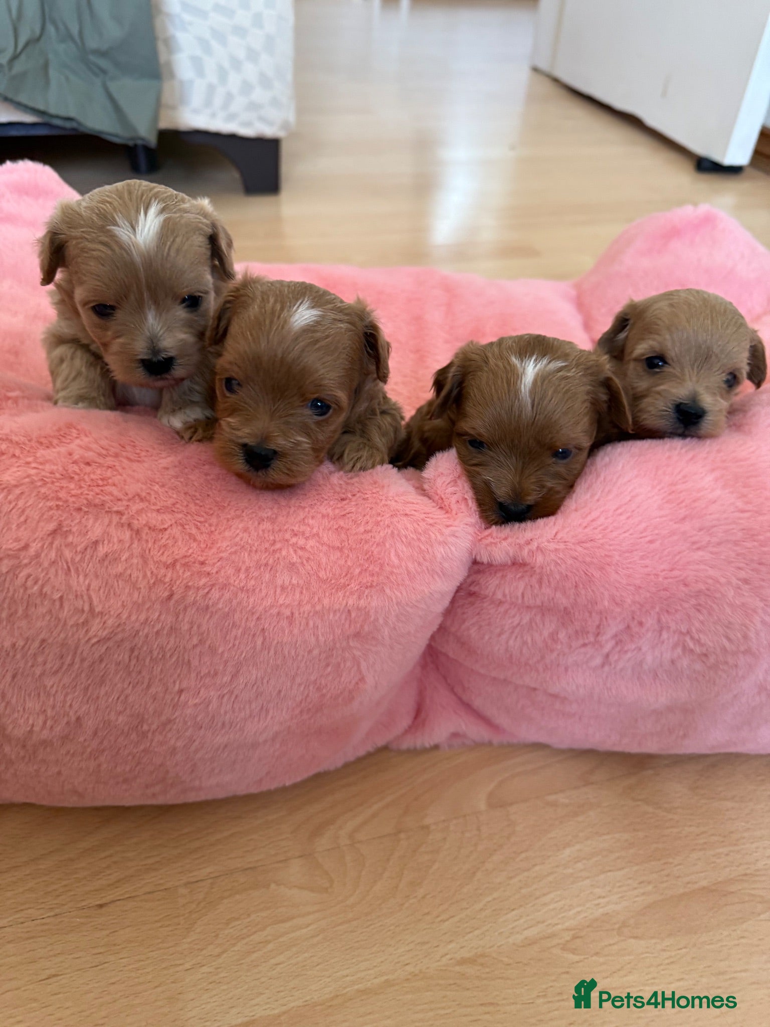 Maltipoo dogs Asian Maltipo Puppies XS Teddy Bear Faces Expected - Advert 1
