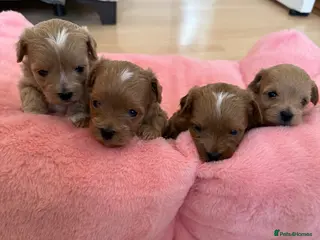 Maltipoo dogs Asian Maltipo Puppies XS Teddy Bear Faces Expected - Advert 1