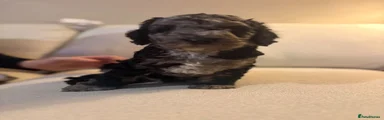 Cockapoo 2