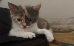 Domestic Shorthair cats for sale: 2 female kittens left for sale  in Bristol - Image 4