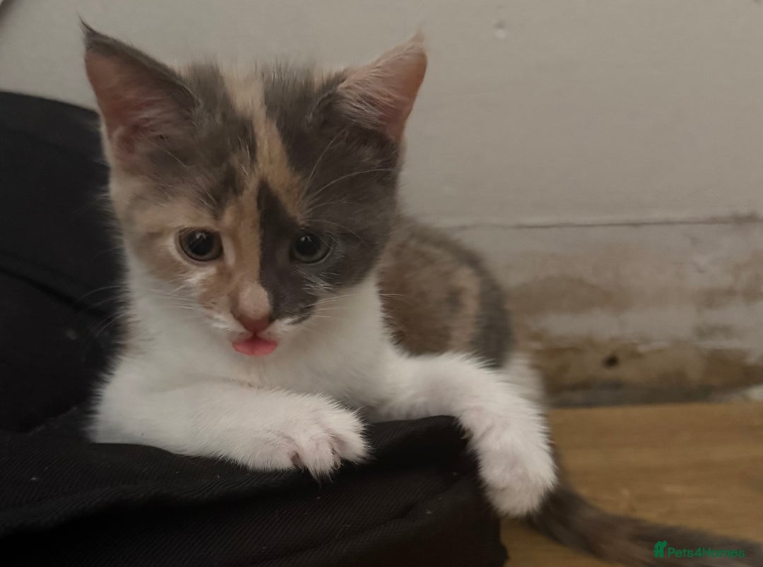 Domestic Shorthair cats for sale: 2 female kittens left for sale  in Bristol - Image 4