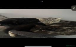 Mixed Breed cats for sale: Cats for sale  - Image 5