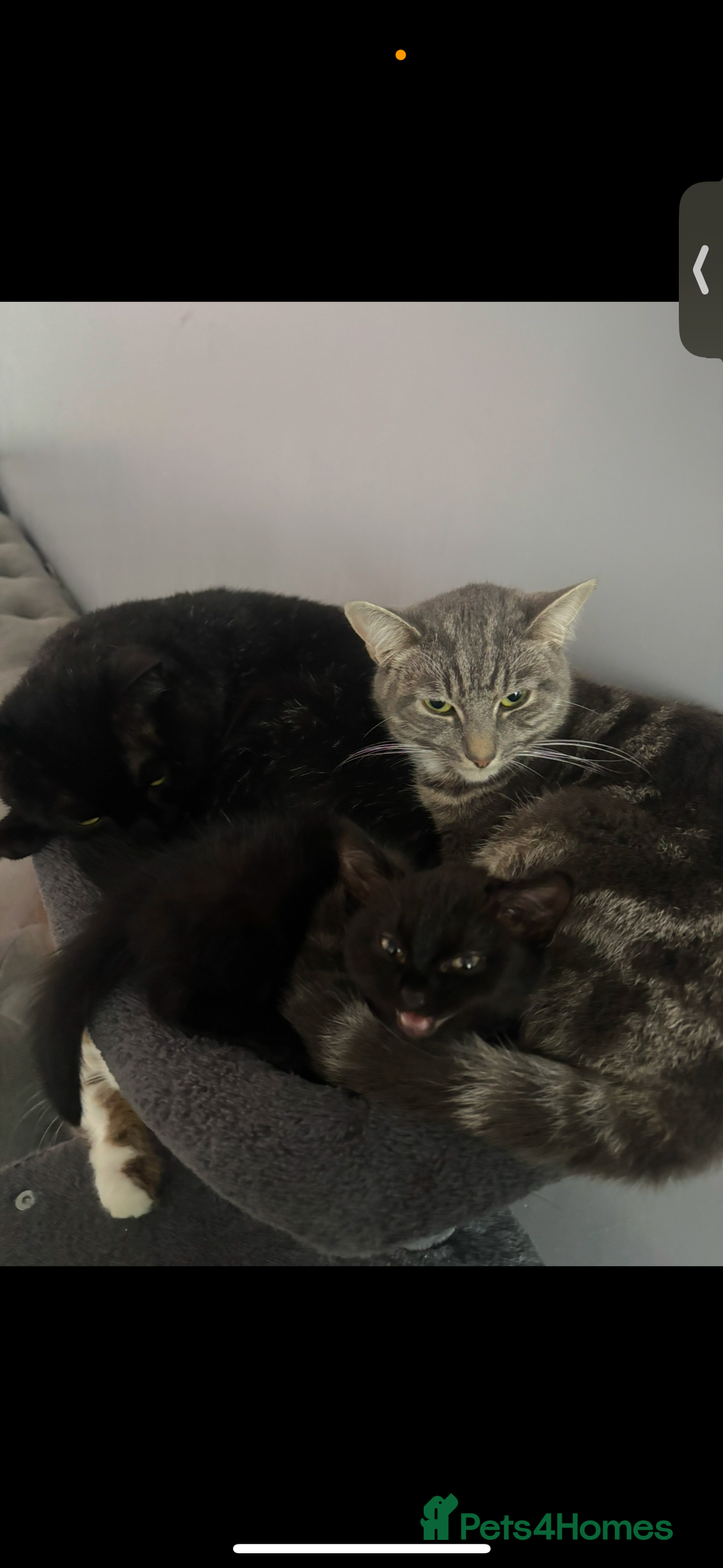 Mixed Breed cats for sale: Cats for sale  - Image 5