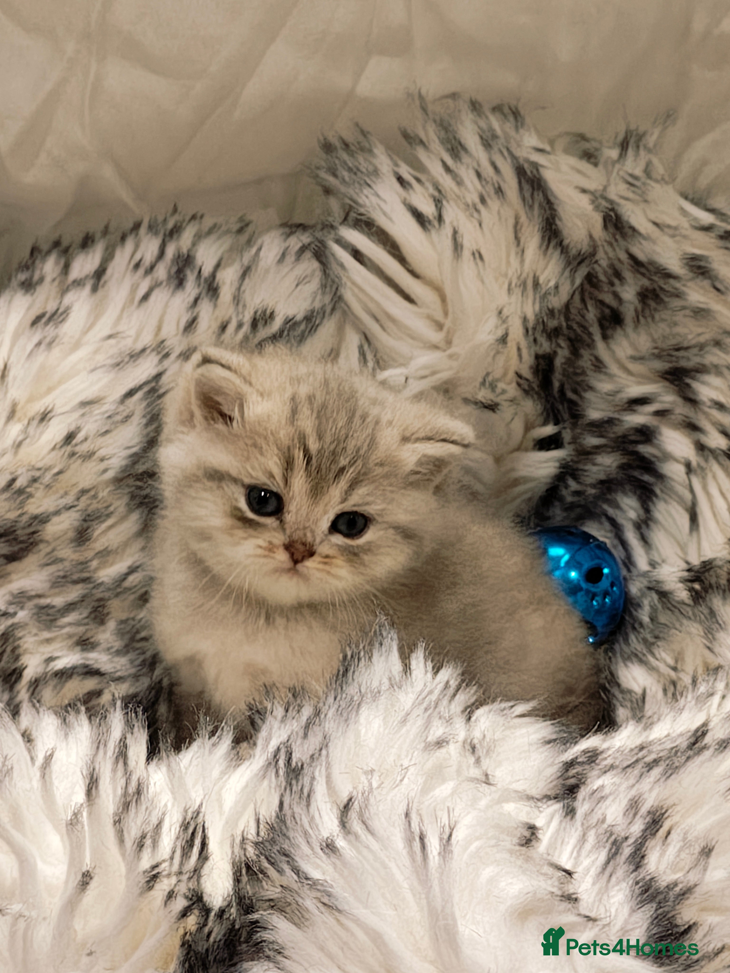 British Shorthair cats Blue golden & lilac girls Tica registered  - Advert 4