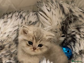British Shorthair cats Blue golden & lilac girls Tica registered - Advert 4