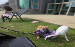 Mixed Breed dogs for sale: Gorgeous Mali x Whippet - Image 7