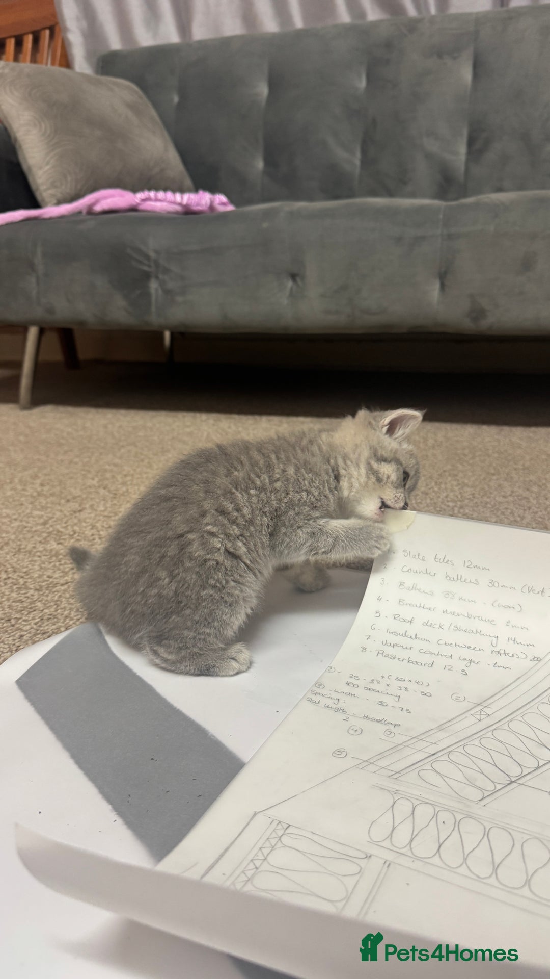 British Shorthair cats for sale: 5 British shorthair kittens  - Advert 2