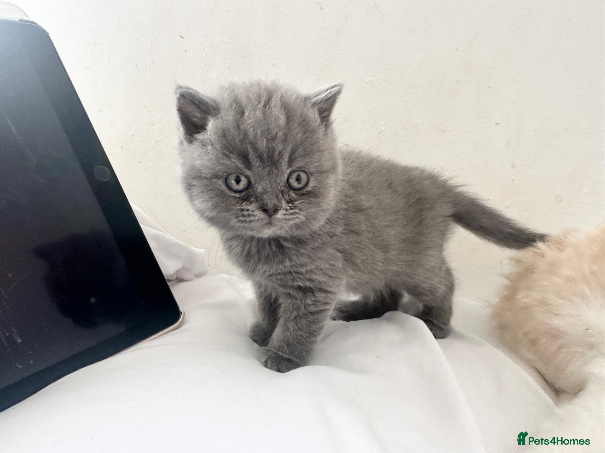 British Shorthair cats 🌸 10 BRITISH BLUE SHORTHAIR KITTENS 🌸 - Advert 1