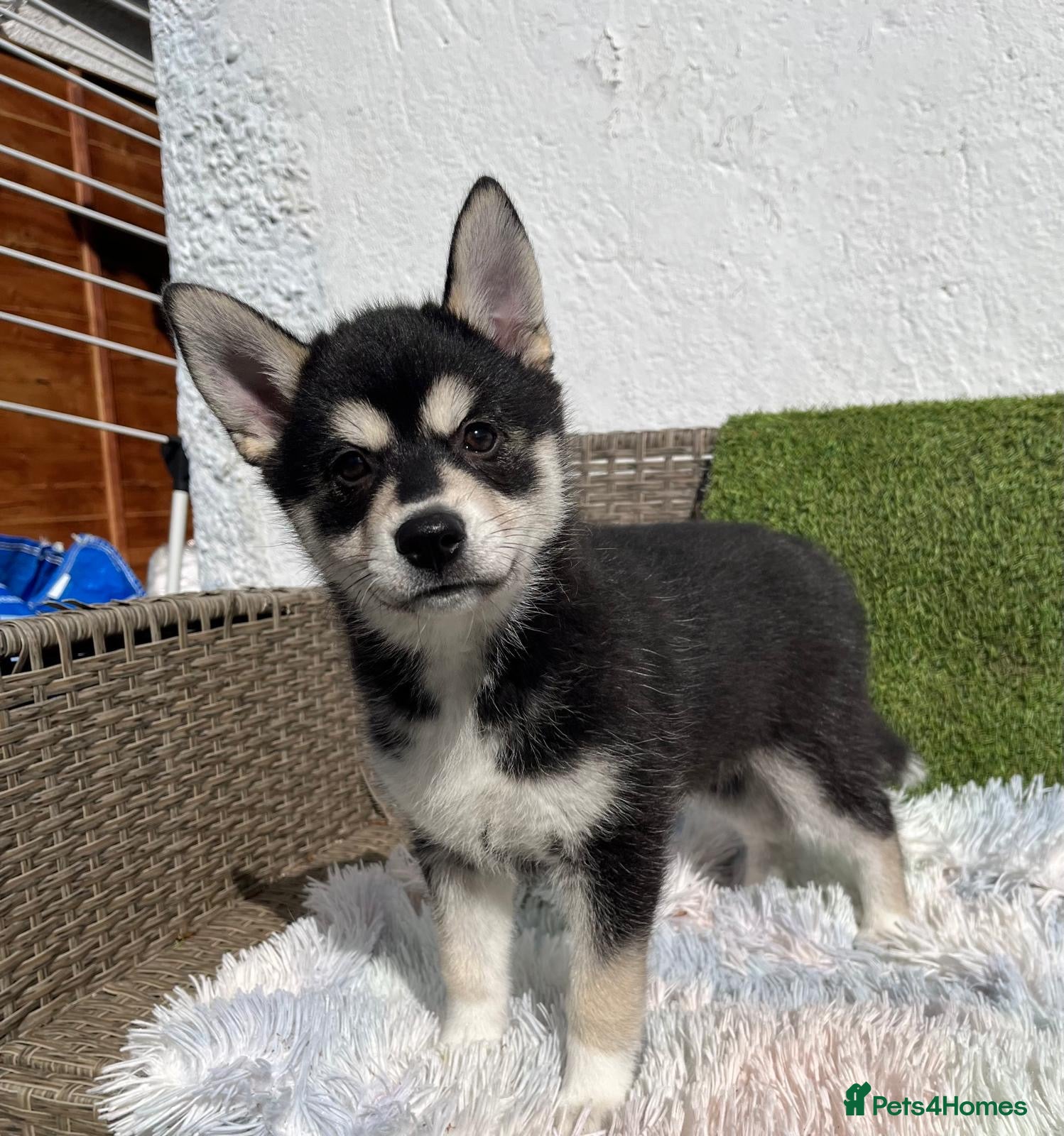 Pomsky dogs 3 Adorable Pomsky Puppies  - Advert 1