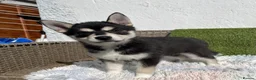 Pomsky dogs for sale: 3 Adorable Pomsky Puppies  - Advert 2
