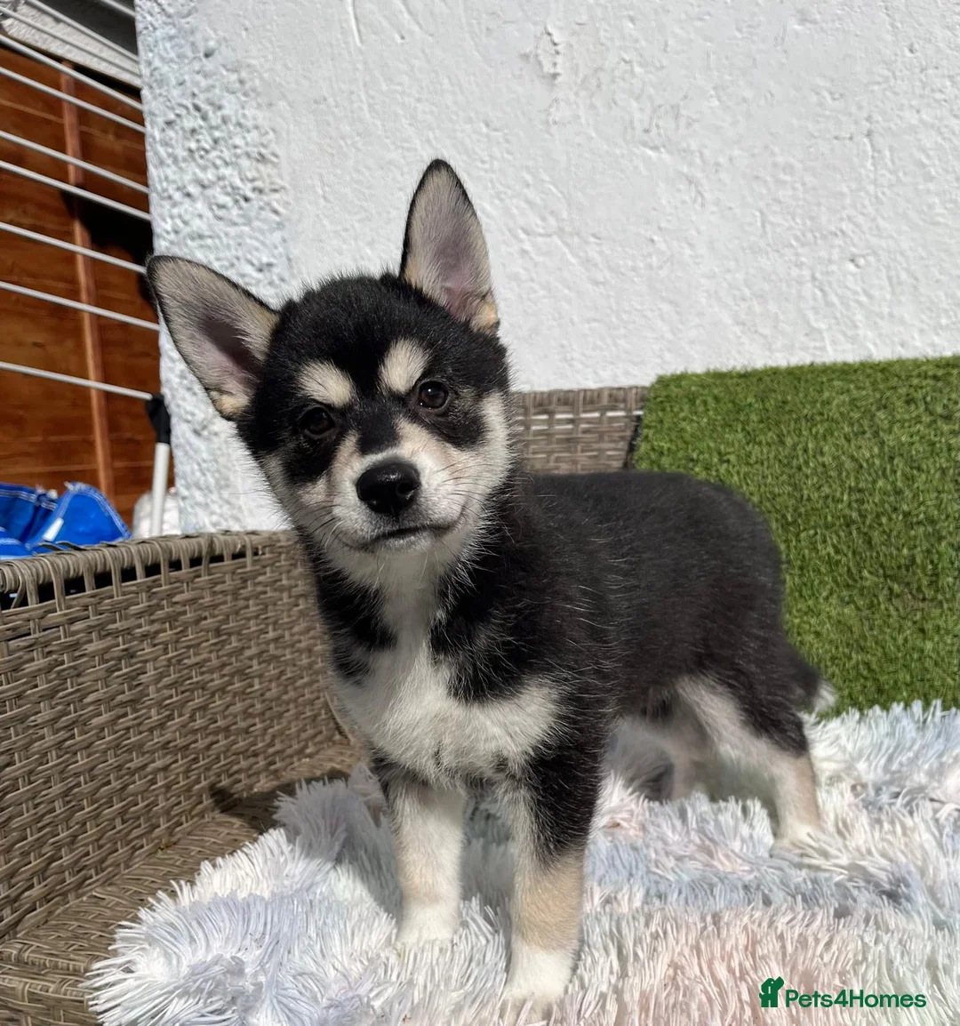 Pomsky dogs for sale: 3 Adorable Pomsky Puppies  - Advert 2