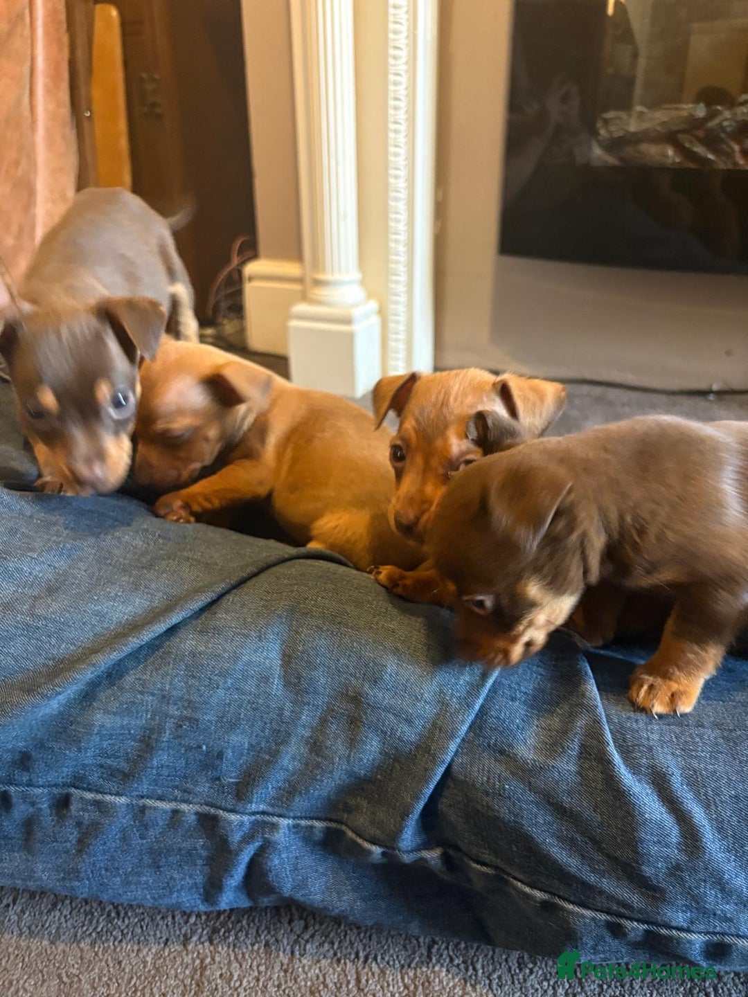 Jack Russell dogs for sale: Beautiful miniature jack russell puppies  - Image 13