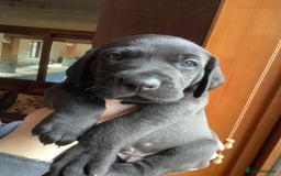 Mixed Breed dogs for sale: Great Weimar puppies  - Image 13