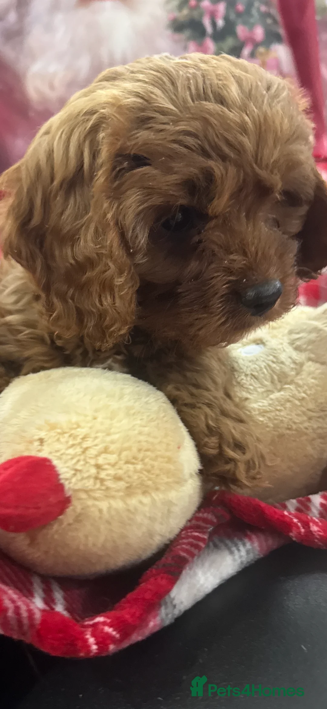 Cavapoo dogs for sale: Cavapoo boy pups ready now 🏡 - Advert 7