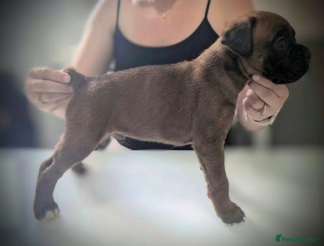 Boxer dogs for sale: KC registered red bob tail boy boxer in Barry - Advert 1