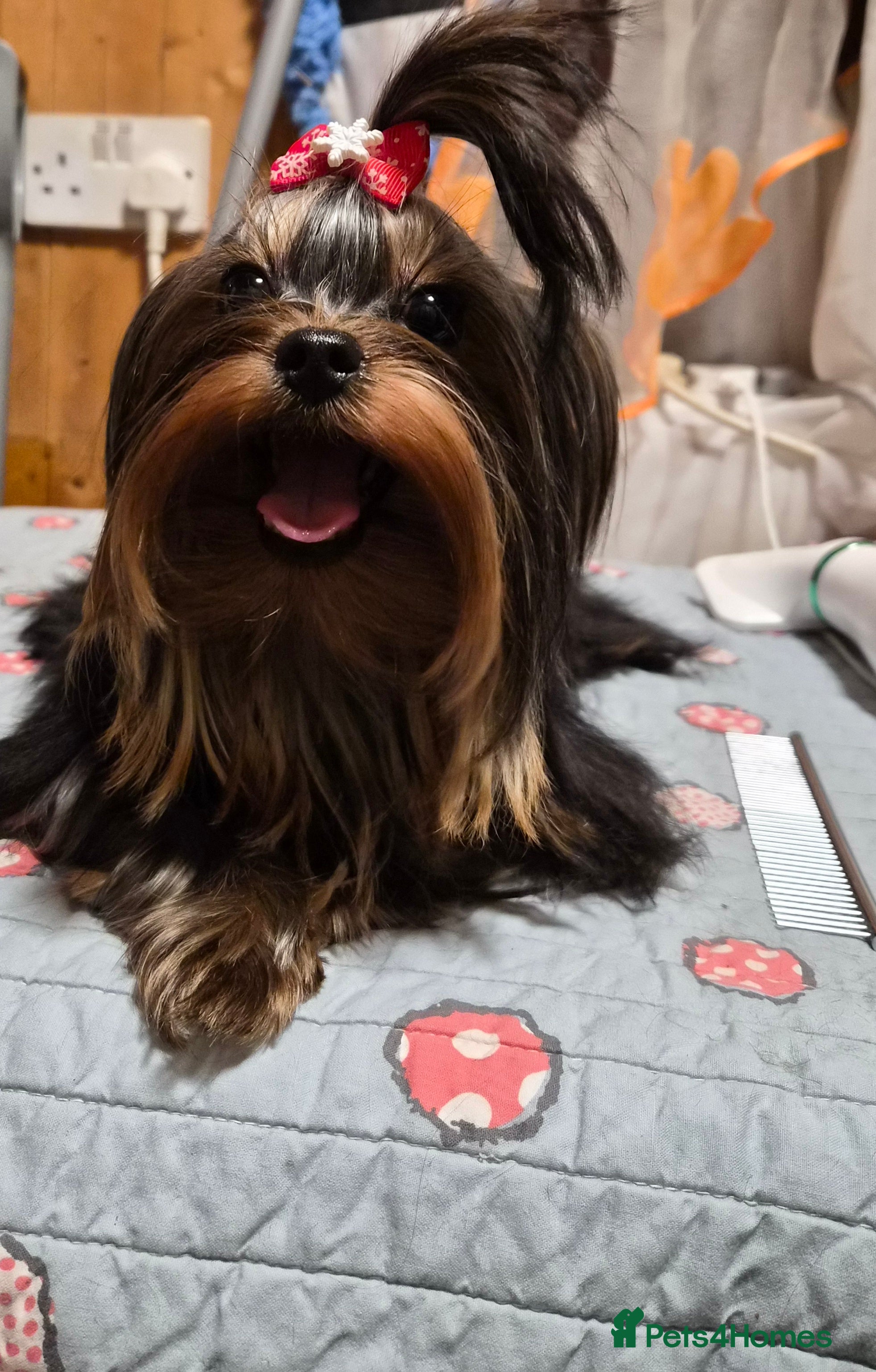 Yorkshire Terrier dogs 💝💝Two Side Champion Line Little Boy💝💝 - Advert 17