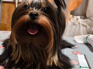 Yorkshire Terrier dogs 💝💝Two Side Champion Line Little Boy💝💝 - Advert 4