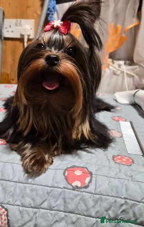 Yorkshire Terrier dogs 💝💝Two Side Champion Line Little Boy💝💝 - Advert 9