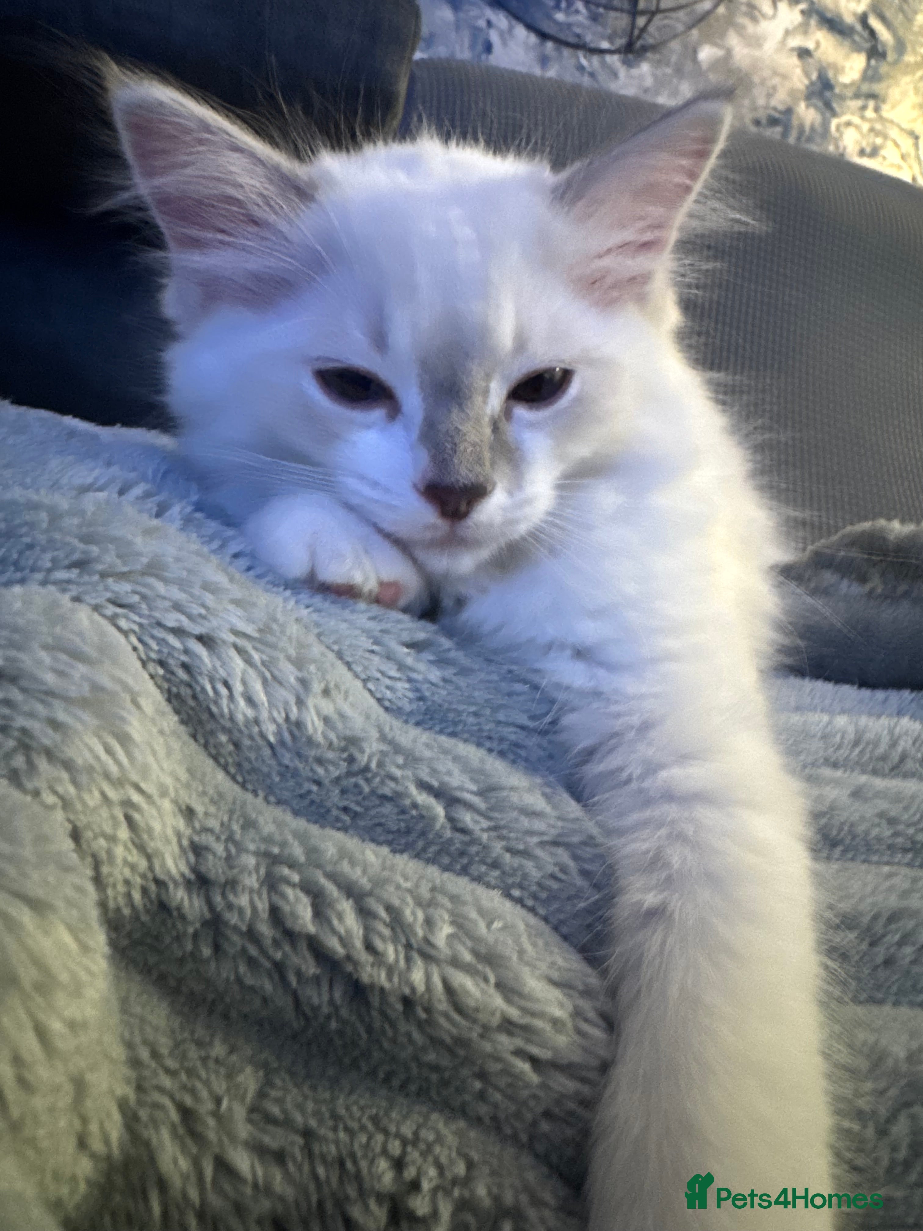 Ragdoll cats Ready to leave 4th Feb, TICA reg Ragdoll kittens   - Advert 18