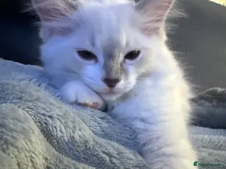 Ragdoll cats Ready to leave 4th Feb, TICA reg Ragdoll kittens - Advert 18