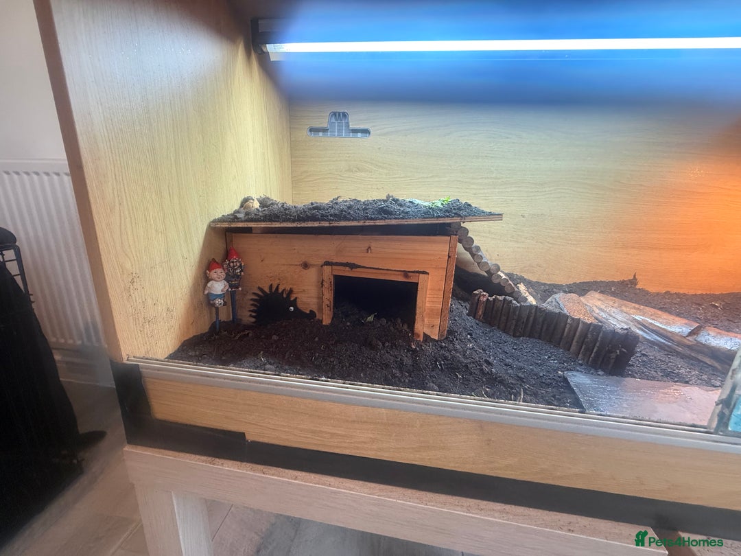 Tortoise reptiles for sale: Horse-field tortoise - BOLTON - Image 4