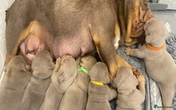 English Bulldog dogs for sale: KC REGISTERED LILAC & TAN ENGLISH BULLDOG PUPS - Image 24
