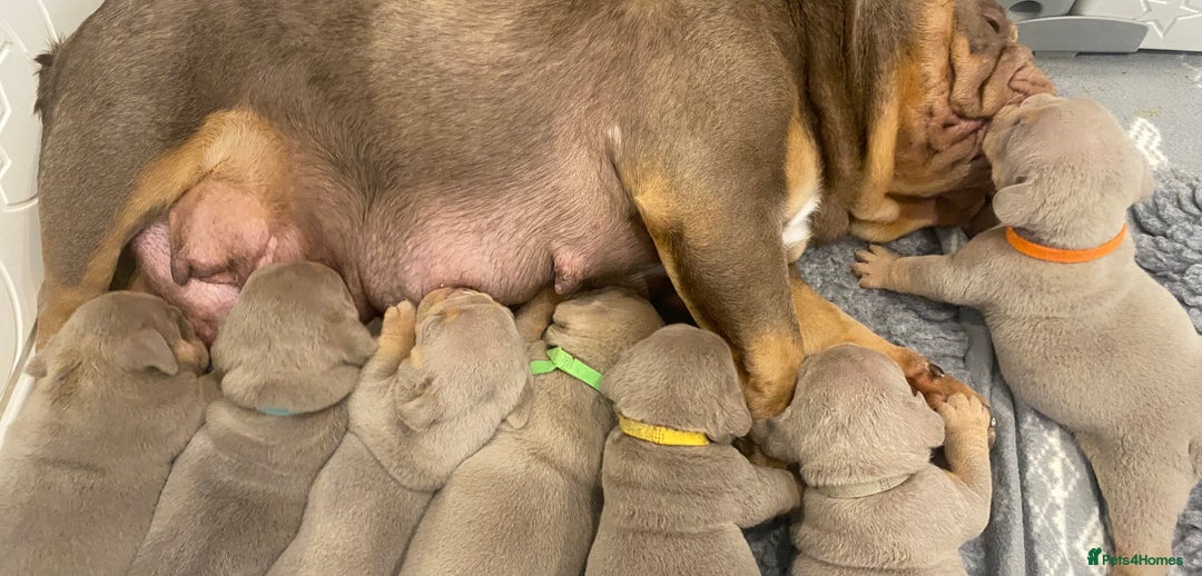 English Bulldog dogs for sale: KC REGISTERED LILAC & TAN ENGLISH BULLDOG PUPS - Image 24