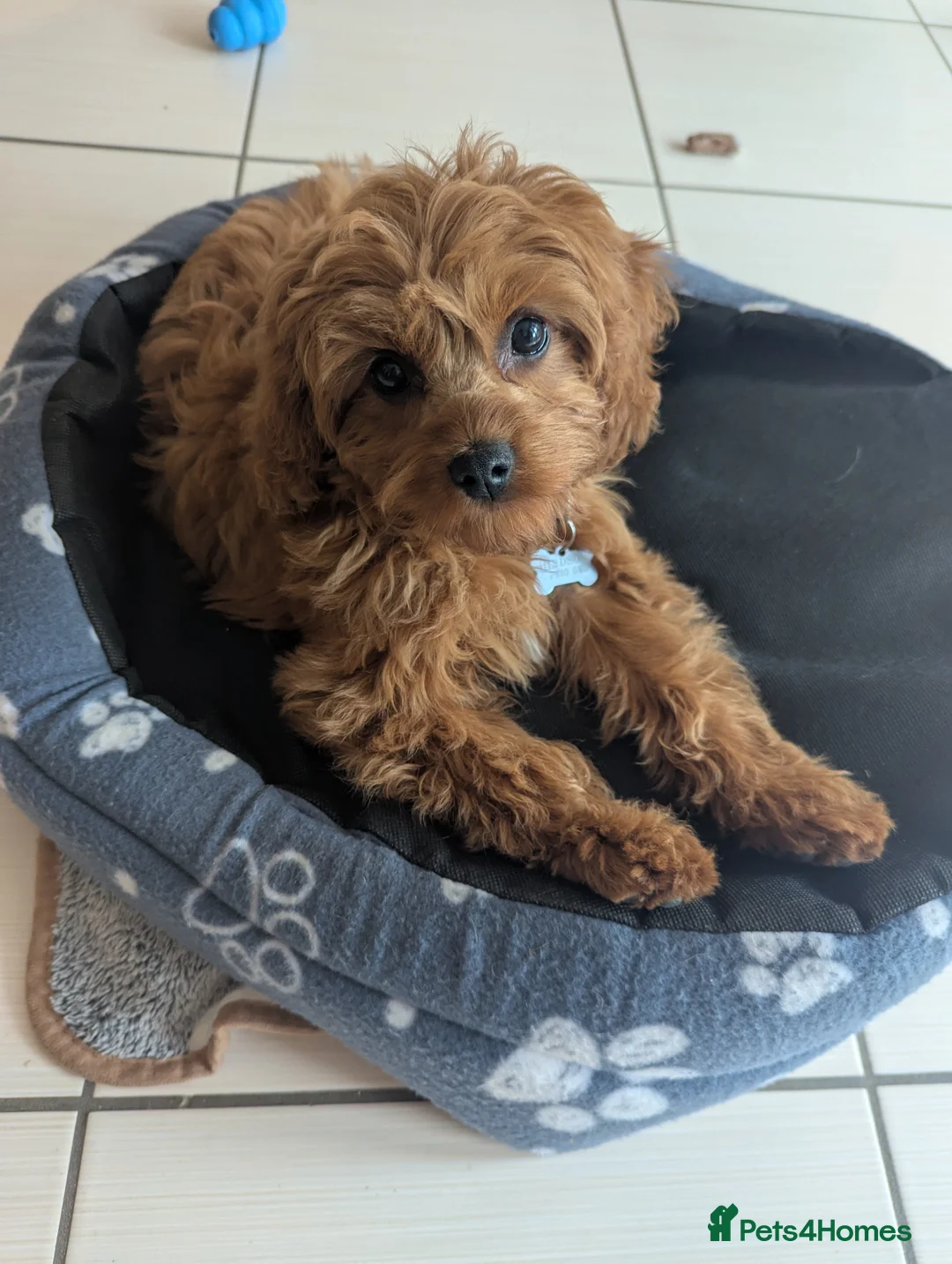 Cavapoo dogs for sale: Red F1 Cavapoo - Advert 5