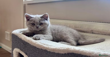 British Shorthair cats - Advert 8