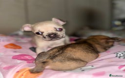 Mixed Breed dogs for sale: MERLE FRUGS  - Image 3