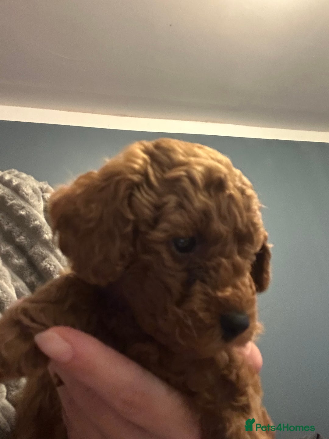 Toy Poodle dogs for sale: Toy poodle . four boys, one girl - Advert 6