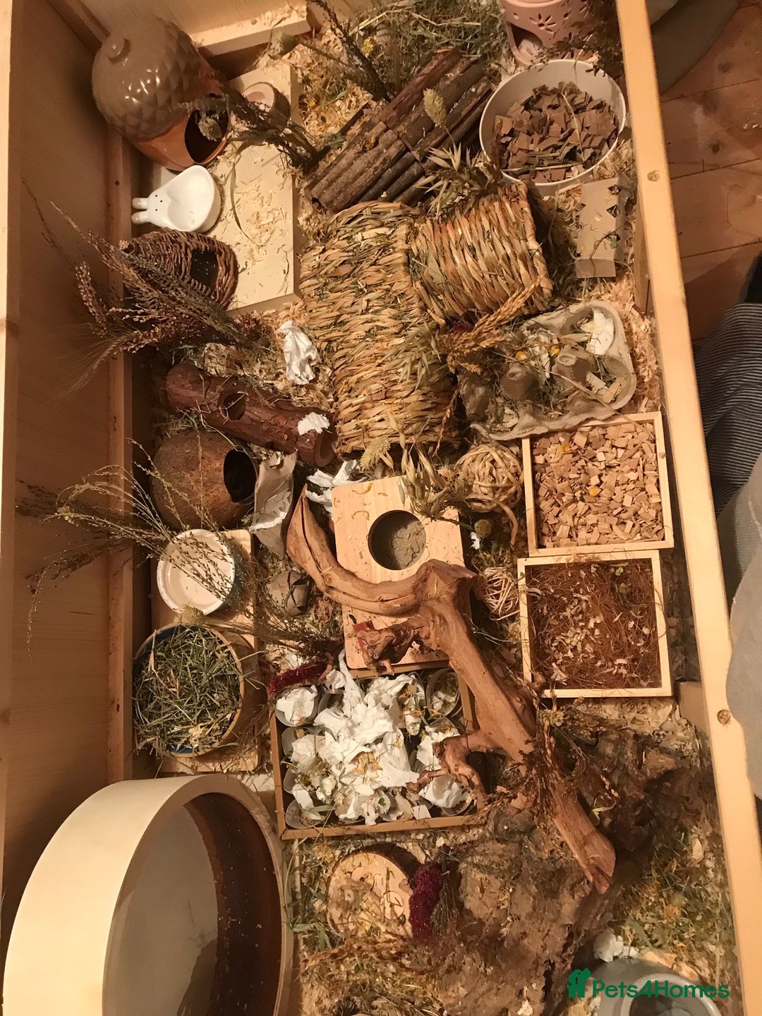 Hamster rodents for sale: Syrian hamster and full setup 🐹 - Advert 3