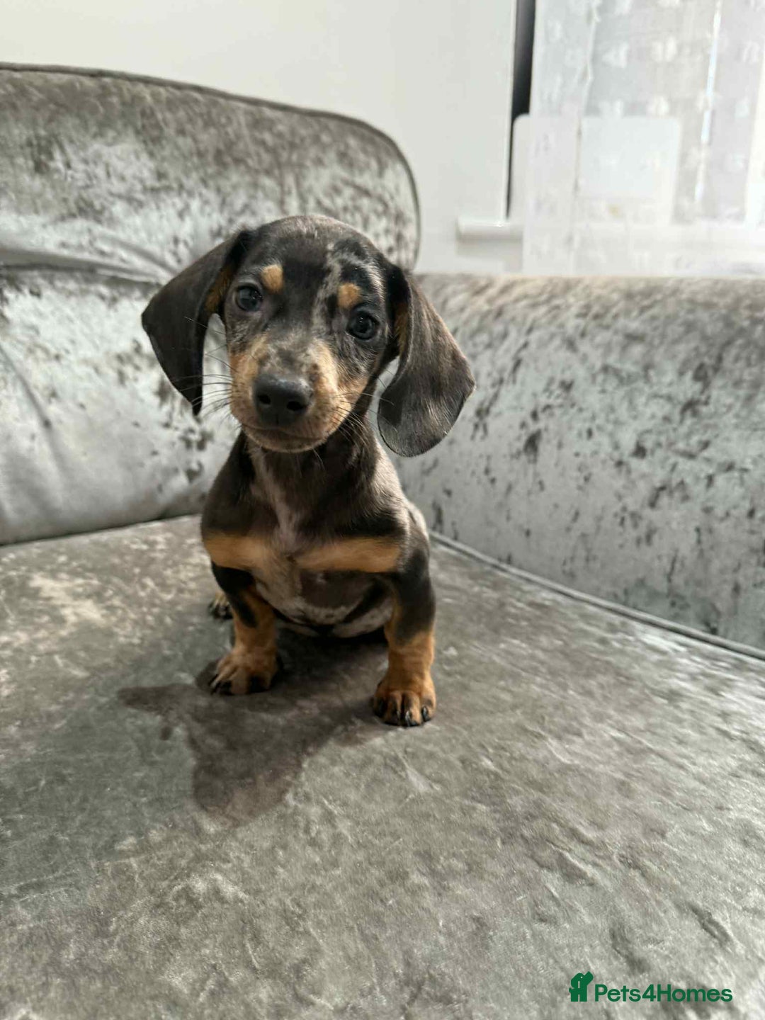 Dachshund dogs for sale: Miniature Dachshunds - Advert 16