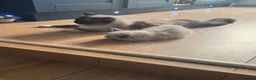 Ragdoll cats for sale: Pedigree ragdoll kittens - Advert 2