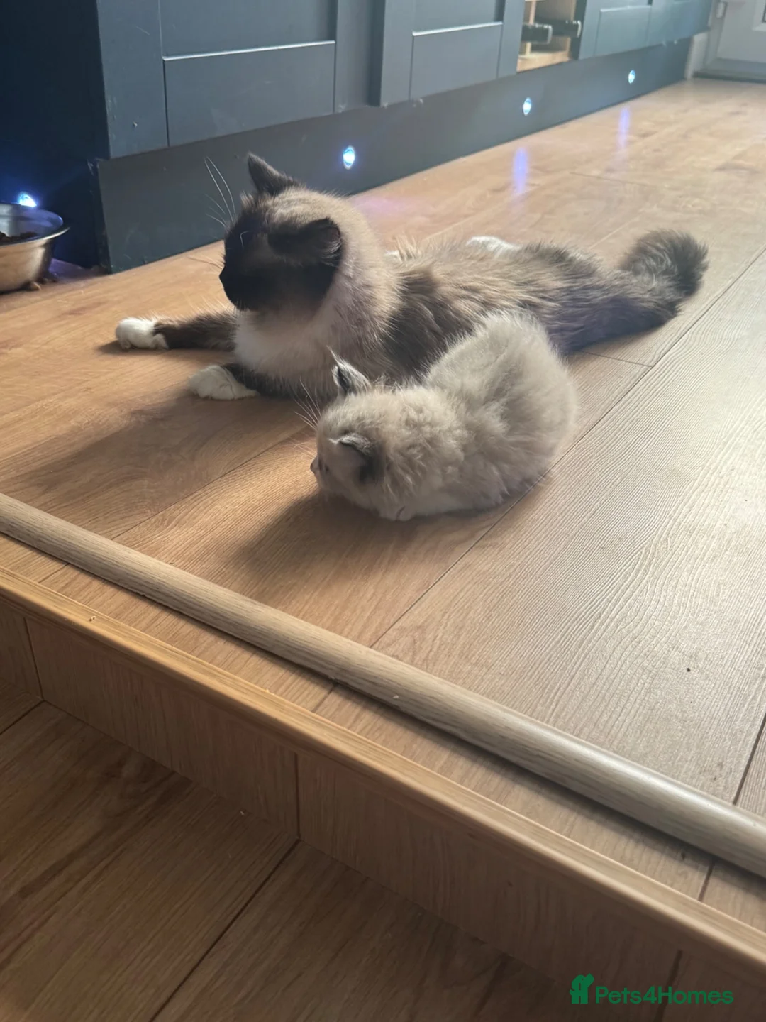 Ragdoll cats for sale: Pedigree ragdoll kittens - Advert 2