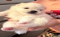 Pomeranian dogs for sale: Your little Pomeranian friend  - Image 2