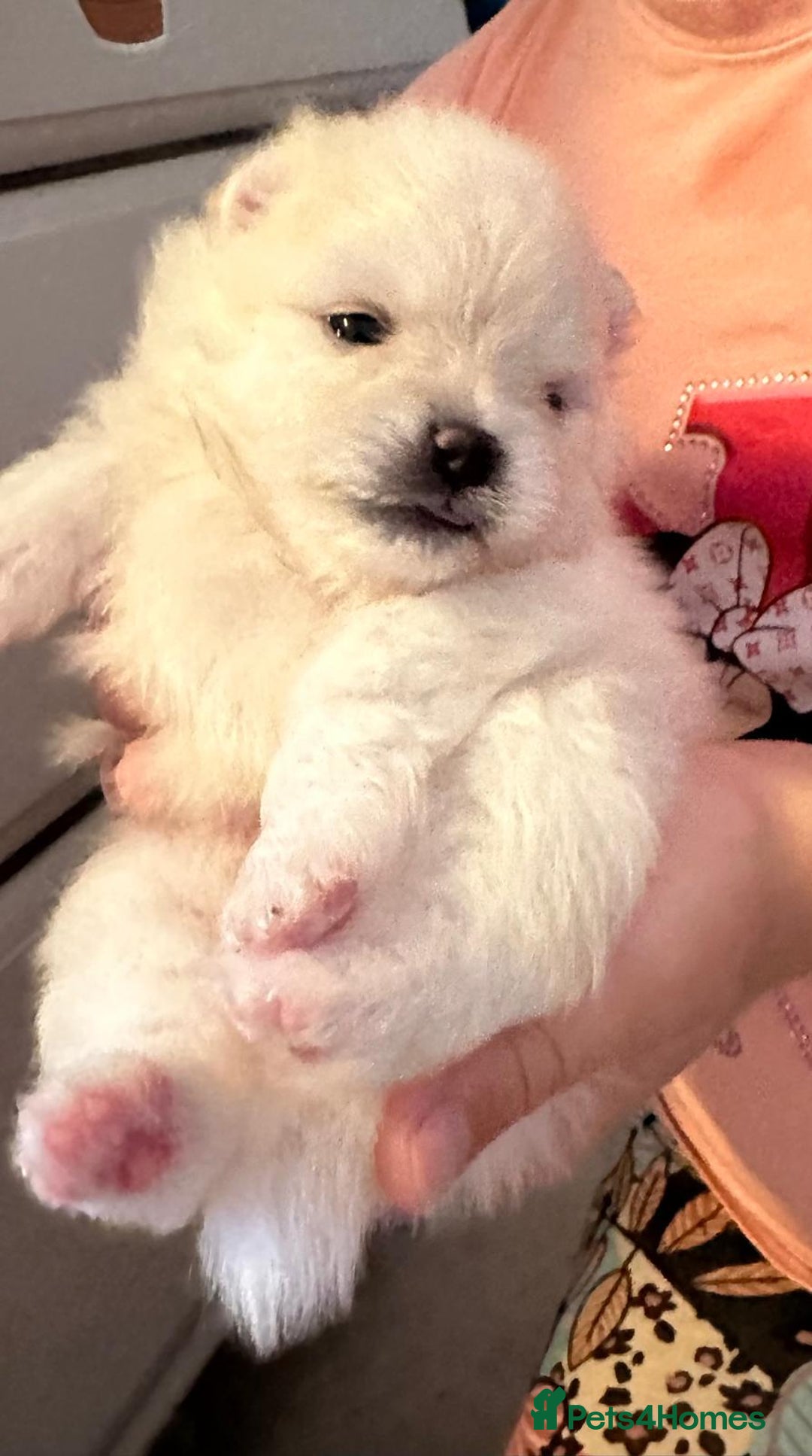 Pomeranian dogs for sale: Your little Pomeranian friend  - Image 2