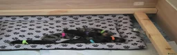 Jackshund dogs for sale: Dapple and black and tan Jackshund puppies - Advert 15