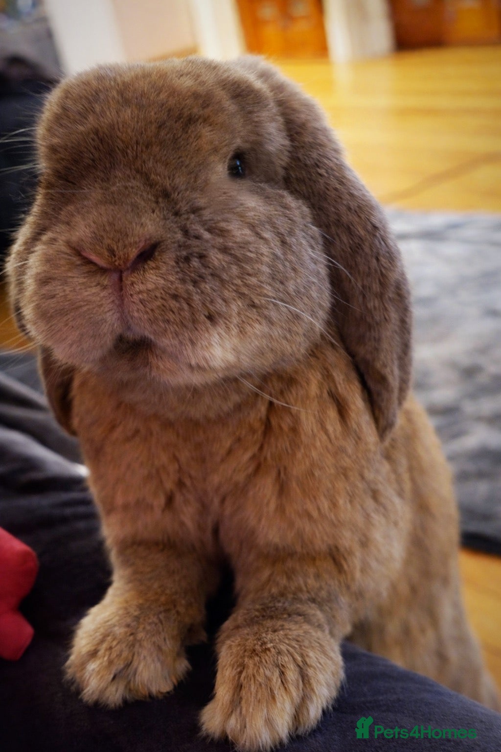 French Lop rabbits Super friendly indoor house bunny  - Advert 1