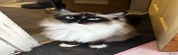 Ragdoll cats for sale: Beautiful majestic Azina - Advert 5
