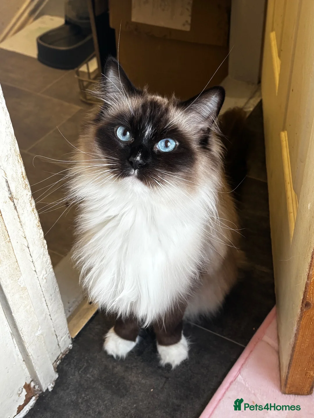 Ragdoll cats for sale: Beautiful majestic Azina - Advert 5