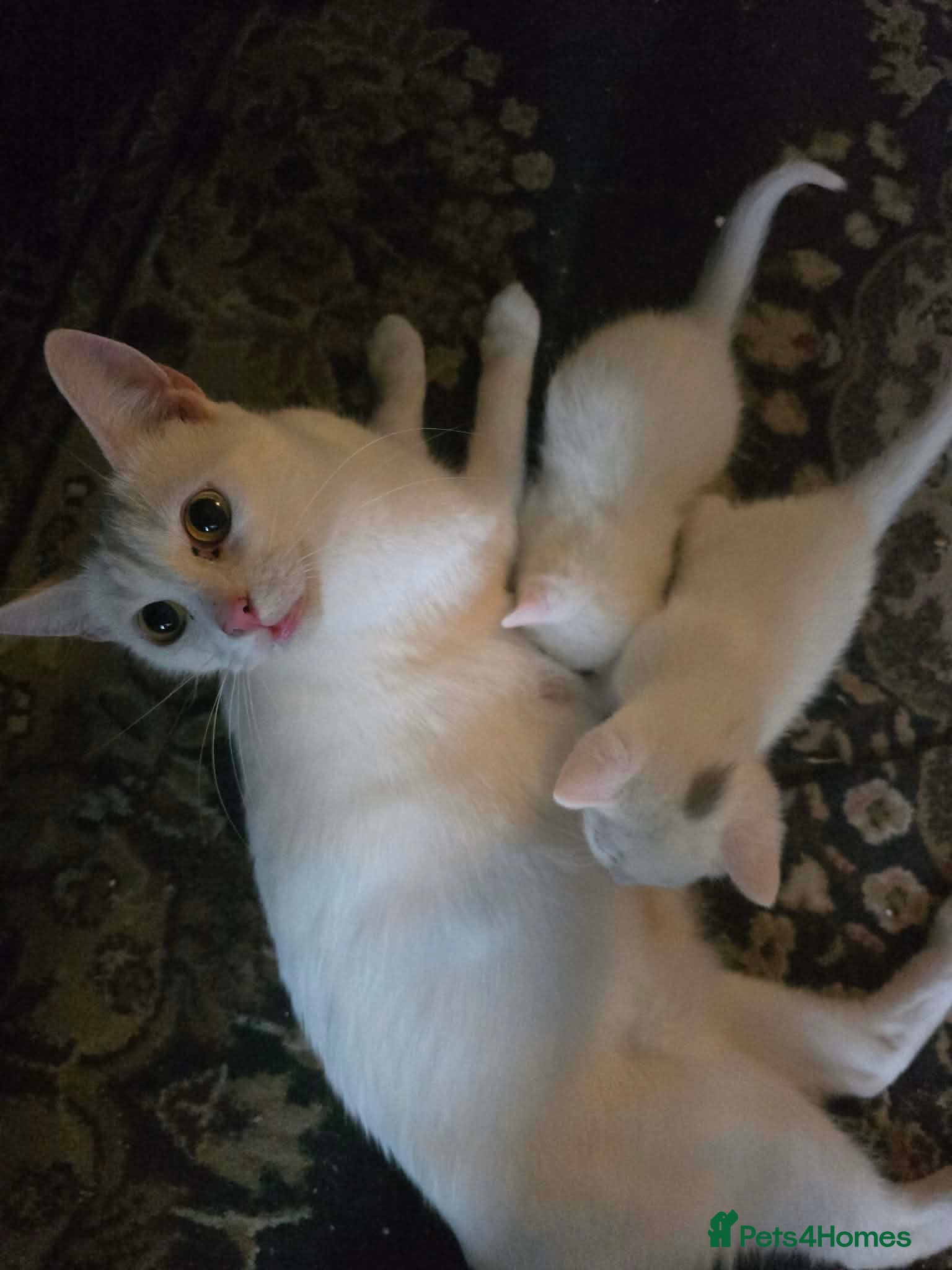 Maine Coon cats for sale: Maine Coon/Turkish Angora X kittens - Advert 1