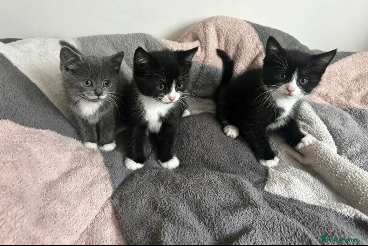 Mixed Breed cats 3 playful kittens.  - Advert 2