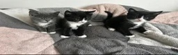 Mixed Breed cats for sale: 3 playful kittens.  - Advert 1