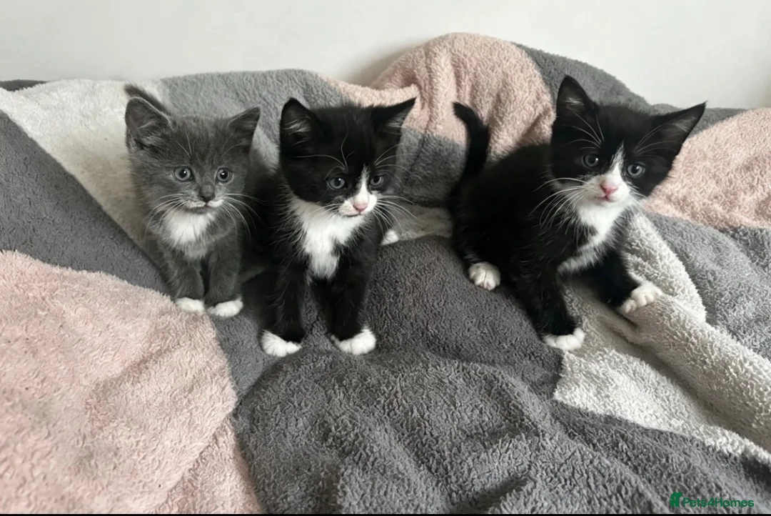 Mixed Breed cats for sale: 3 playful kittens.  - Advert 1