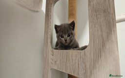 British Shorthair cats for sale: British shorthair blue / lilac kittens  - Image 17