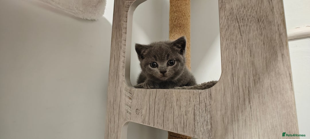 British Shorthair cats for sale: British shorthair blue / lilac kittens  - Image 17