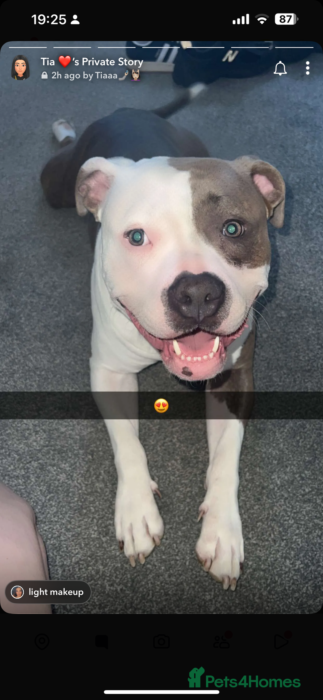 American Bully dogs for sale: 3yo standard bully - Advert 2